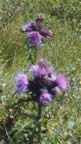 09thistle.jpg (52kb)